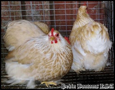 Pekin Bantams Rsa Quality Rare Coloured Pekins Pekin Bantams Rsa Bantam Color Colours