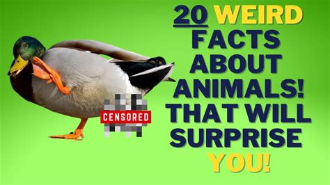 Top 167 + Weird animal facts - Inoticia.net