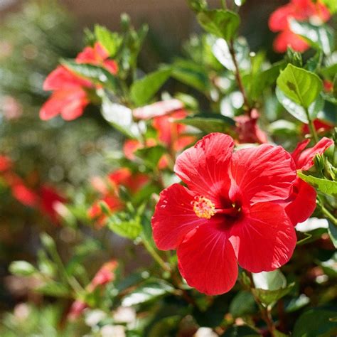 Health Benefits Of Hibiscus Tea — Rosie Loves Tea