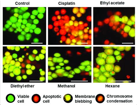 Morphological Features Of Apoptotic And Viable Cells Observed Under A Download Scientific