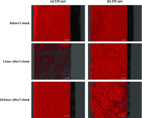 Representative Three Dimensional 3D Confocal Images Of P Fluorescens