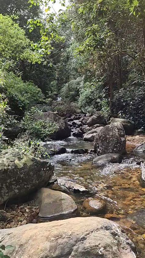 Cabc Mssrf On Twitter Worldrainforestday Rainforests Are The