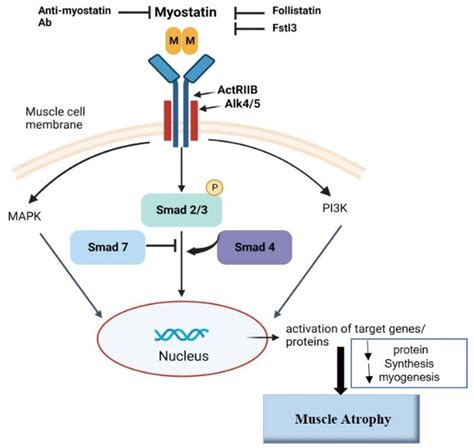 Ijms Free Full Text Myostatin Overexpression And Smad Pathway In