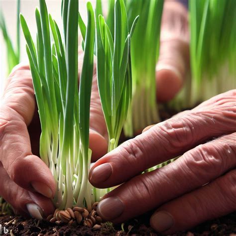 Planting Onions - Everything You Need to Know for Success" - Farming ...