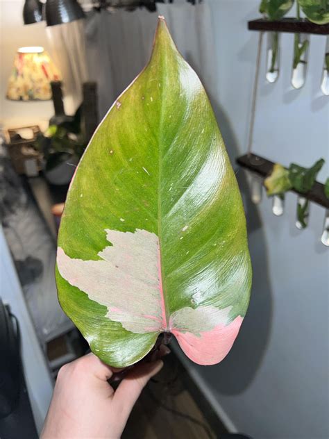 My Pink Princess Philodendron Cutting Has Been In Water For About A Month Now It Arrived With