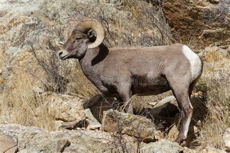 Mammals Of Colorado Colorado Rocky Mountain Bighorn Sheep Stock Image