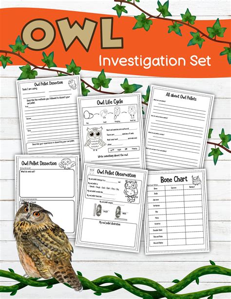 Owl Pellets Lab Stu Analy High School Staff Worksheets Library