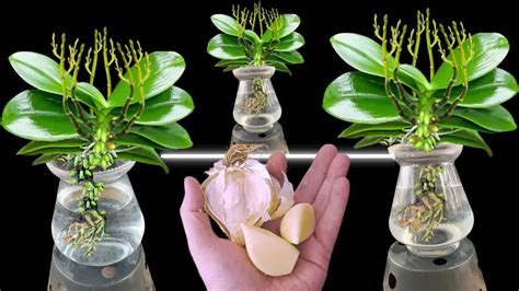 Just 2 Cloves Of Garlic Make Every Orchid In The Garden Healthy And