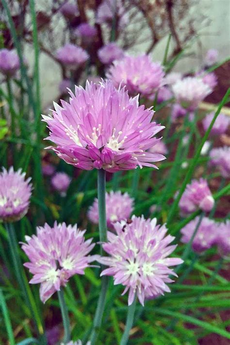 How To Grow Chives In The Herb Garden Gardeners Path
