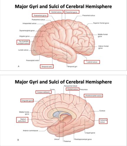 Neuroanatomy Exam 2 Flashcards Quizlet