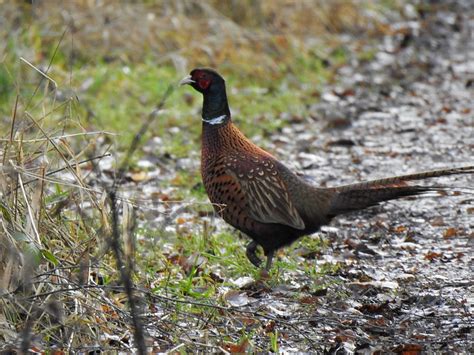 Herr Fasan Jagdfasan Phasianus colchicus c Bärbel Grün