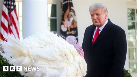 President Trump Pardons US Thanksgiving Turkey Corn At White House