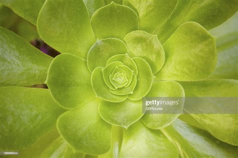 Closeup Of Green Succulent Plant High Res Stock Photo Getty Images