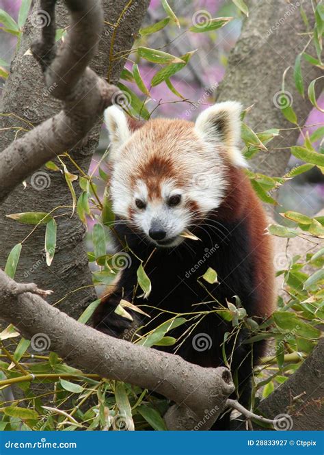 Rode Panda Die Het Blad Van Het Bamboe Eten Stock Afbeelding - Image of ...