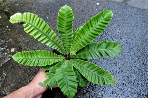 Asplenium Nidus Silver Wing Rare Epiphytic Fern Terrarium Fern