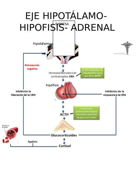 Marinero Tomate Callej N Eje Hipotalamo Hipofisario Adrenal Maniobra