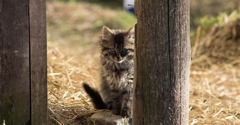 Free stock photo of cat, farm