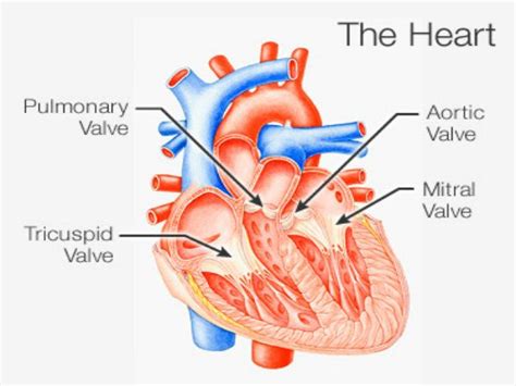 Tricuspid Valve Definition Location Function And Structure