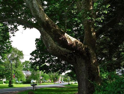 Big Trees In Massachusetts