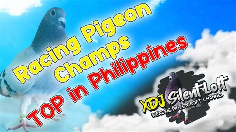 Racing Pigeon Champs TOP In Philippines YouTube