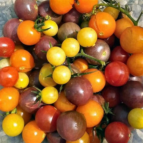 Rainbow Cherry Tomato Mix Seeds Colorful Heirloom Blend