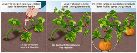 Tailler Les Plantes Coureuses Au Potager Potager