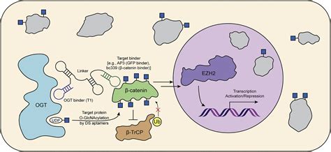 Dual Specificity Rna Aptamers A Sweet New Tool For Studying O Glcnac