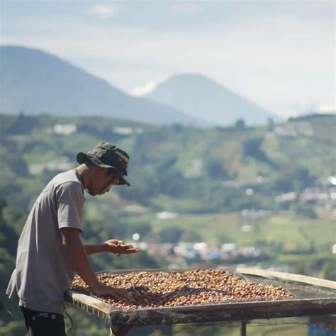 Dibalik Kopi Kopi Yang Kami Sangrai Ada Peran Penting Petani Dalam