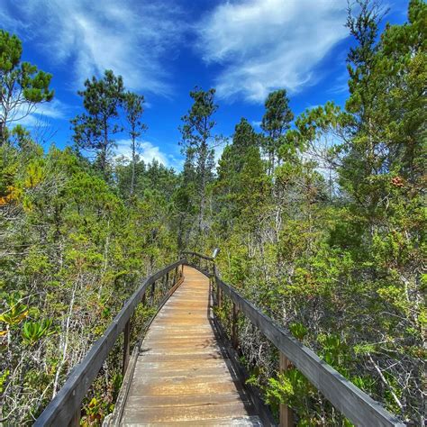 Explore The Pygmy Forests Of Van Damme State Park Bay Nature