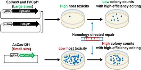 Low Toxicity And High Efficiency Streptomyces Genome Editing Tool Based