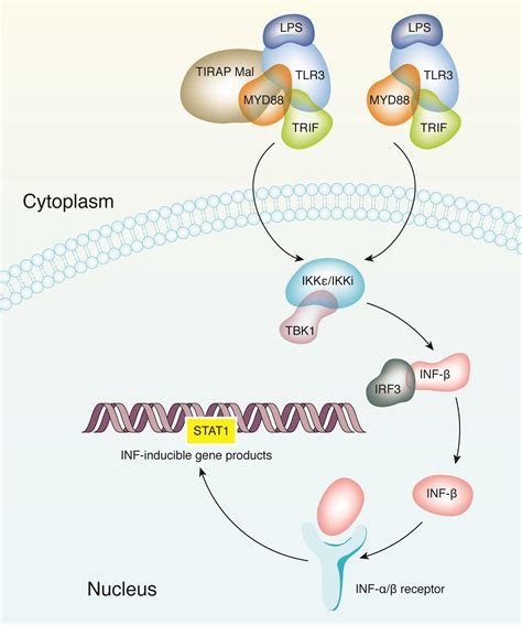 Myd And Cancer