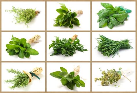 Découvrez les vertus pour la santé de ces 9 herbes aromatiques