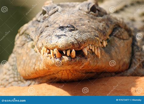 Nile Crocodile Crocodylus Niloticus in the Water Stock Image - Image of ...