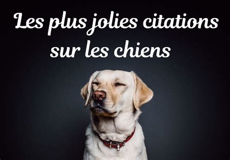 Belles Citations Et Phrases Sur Les Chiens