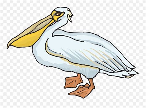 Pelican Clipart Png Download 5250649 Pinclipart