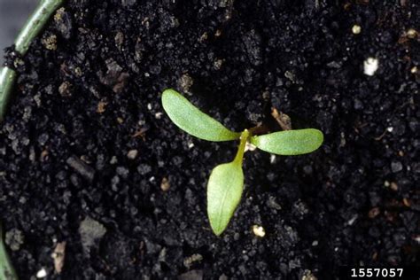 Japanese Knotweed Cornell Weed Identification