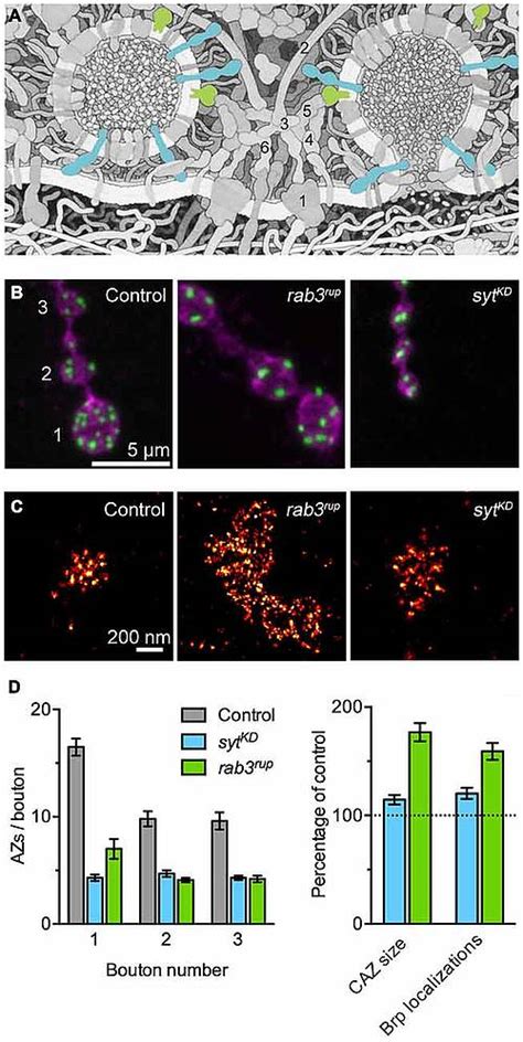 Synaptic vesicle proteins and active zone plasticity - Institute of Physiology Department of ...