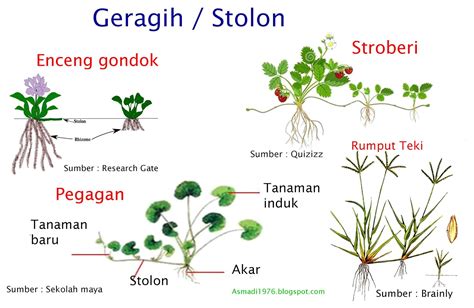 Mengenal Lebih Dekat Tanaman Yang Berkembang Biak Dengan Geragih