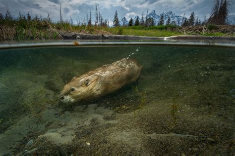 Beavers Are Back In A Conservation Success Story