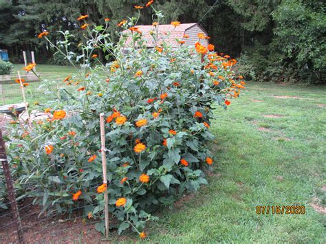 Orange Mexican Sunflower Seeds - Milkweed 4 Monarchs