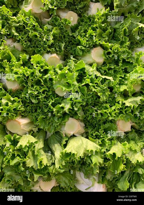 Lettuce Bunches Hi Res Stock Photography And Images Alamy