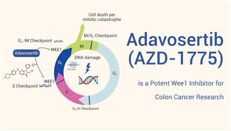 Adavosertib Azd Is A Potent Wee Inhibitor For Colon Cancer