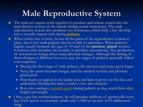 Ppt Male Reproductive System Powerpoint Presentation Free Download