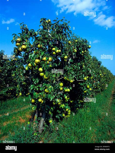 Apple Trees With Fruits Apple Tree Stock Photo Alamy