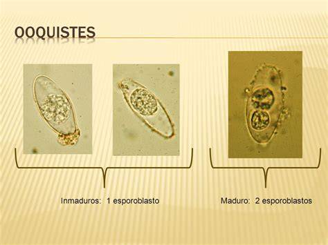 Protozoos de importancia clínica - ppt descargar