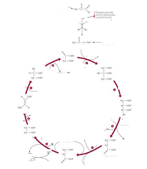 Kreb Cycle Diagram Quizlet