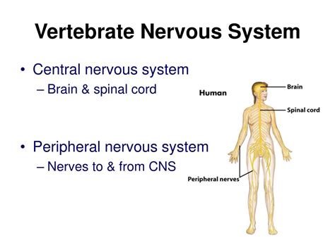 Ppt Nervous System Communication Powerpoint Presentation Free