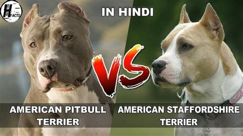 63 What Is The Difference Between A Pit Bull Terrier And A Pitbull L2sanpiero