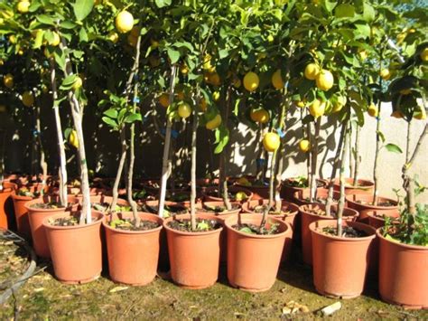 Todo Lo Que Necesitas Saber Para Plantar Un Limonero En Maceta