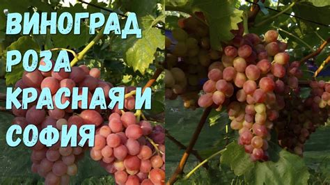 Виноград Роза красная и София. - YouTube